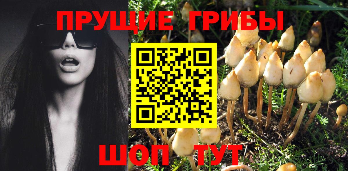 Галлюциногенные грибы Psilocybe  Псилоцибиновые грибы прущие грибы  Ковров  Вход с VPN 